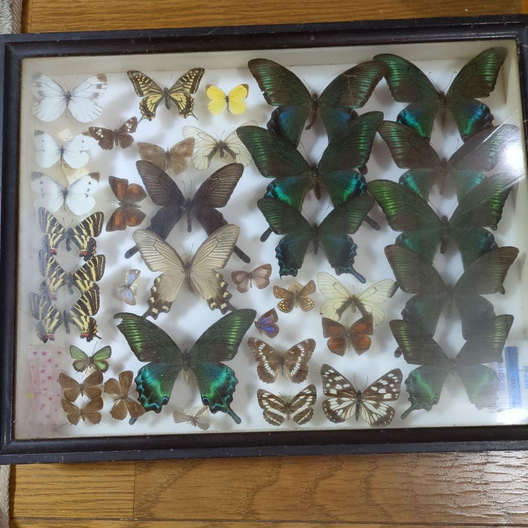 お値下げ！蝶標本