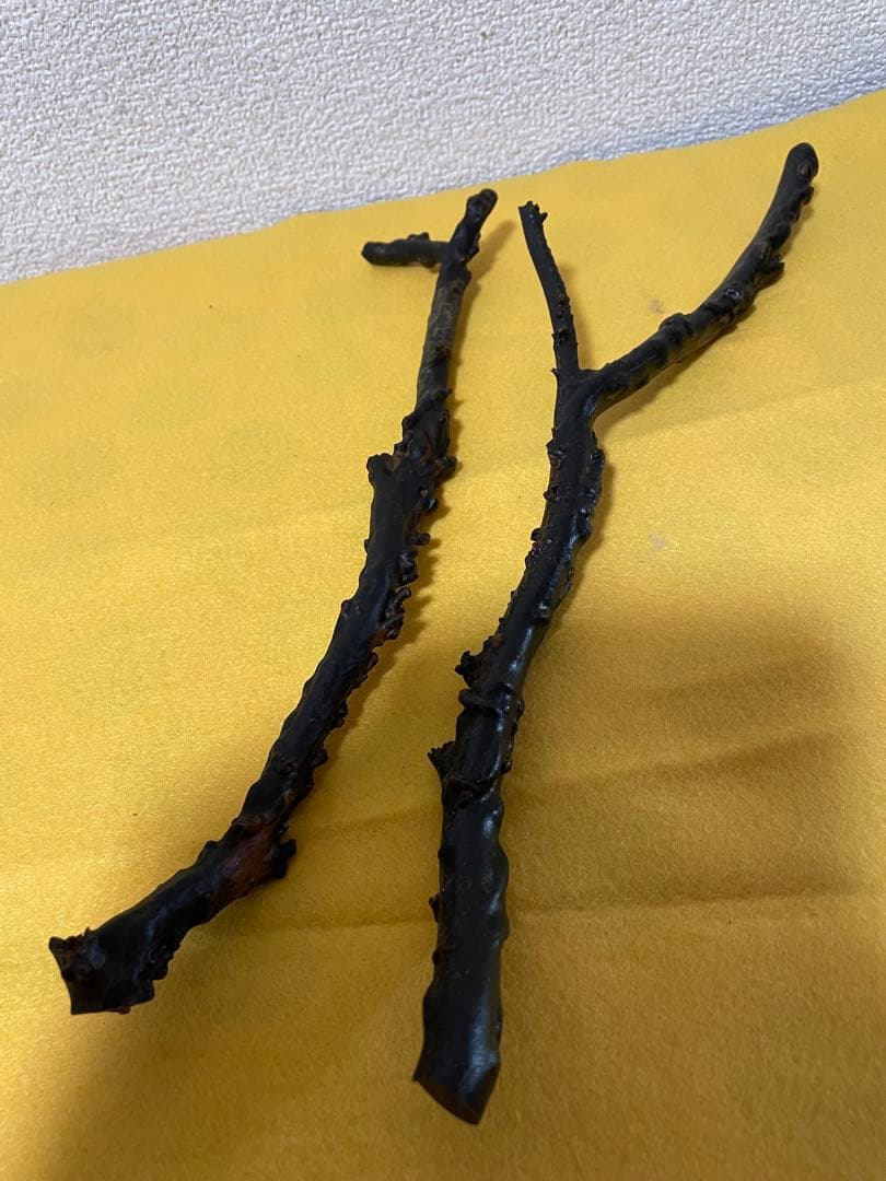 黒珊瑚　深海松　原木