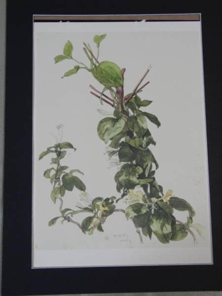 小磯良平、すいかずら、高級薬用植物画、版上サイン入、新品額付