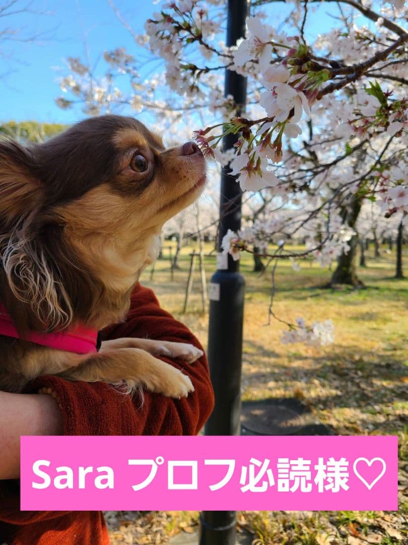 Sara プロフ必読様♡ありがとうございます♡おまとめ♡
