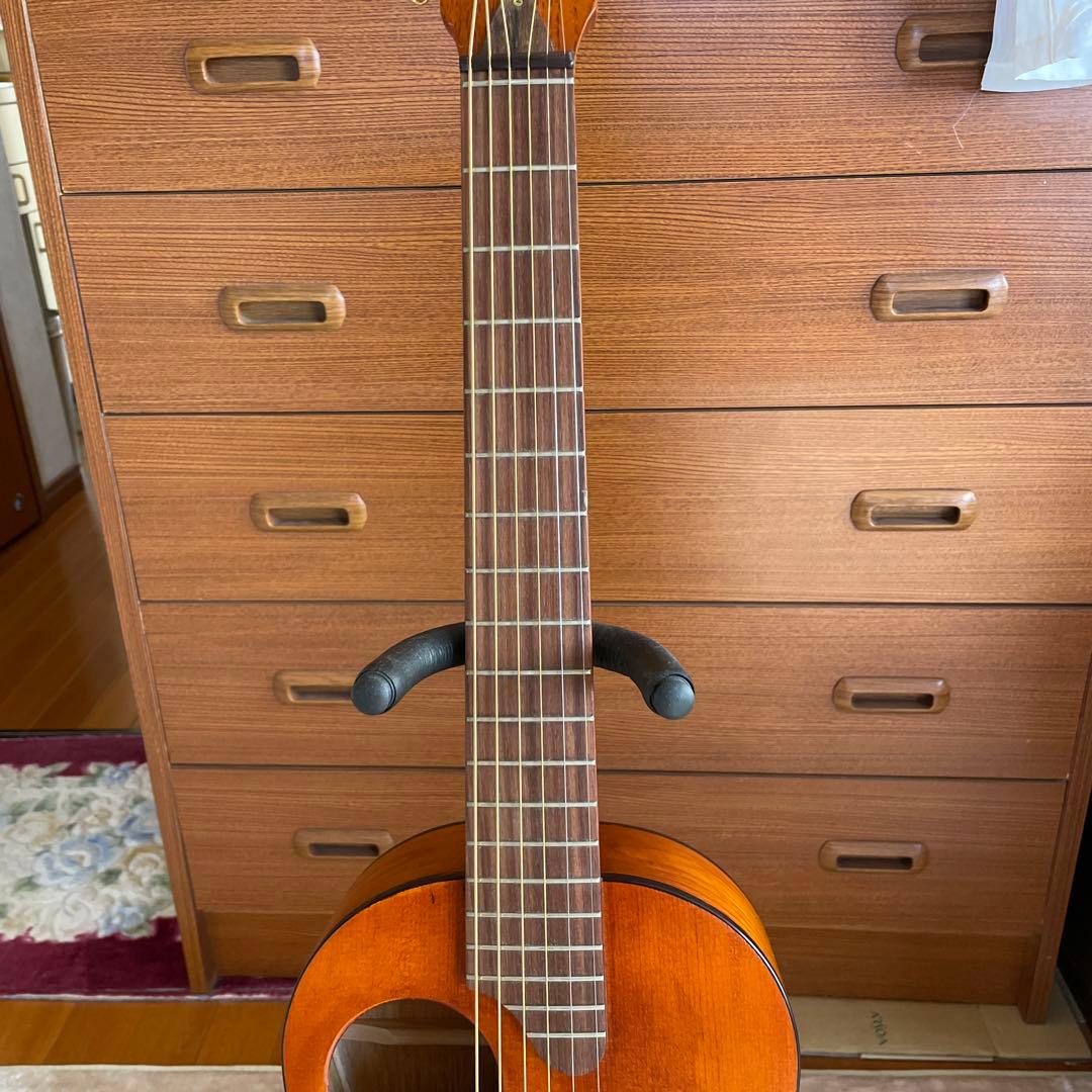 ❗️希少❗️Kヤイリノツクタウ　アカシアAN