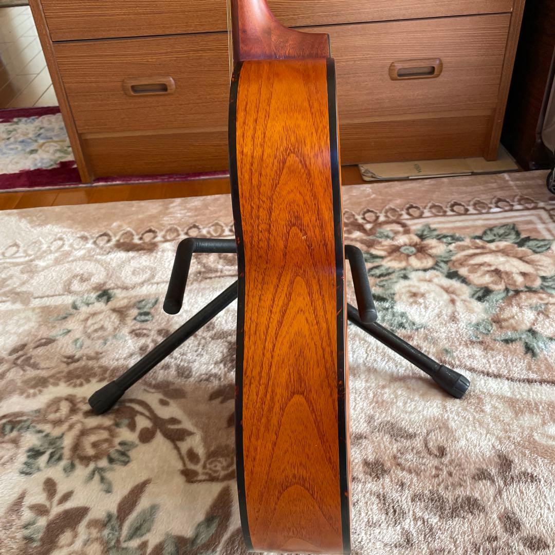 ❗️希少❗️Kヤイリノツクタウ　アカシアAN