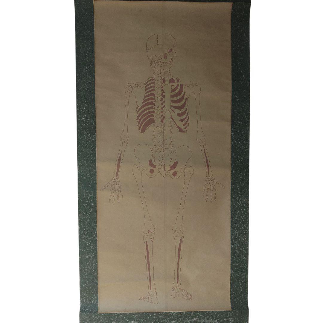 掛軸　紙本　骸骨図　人体構造　教材