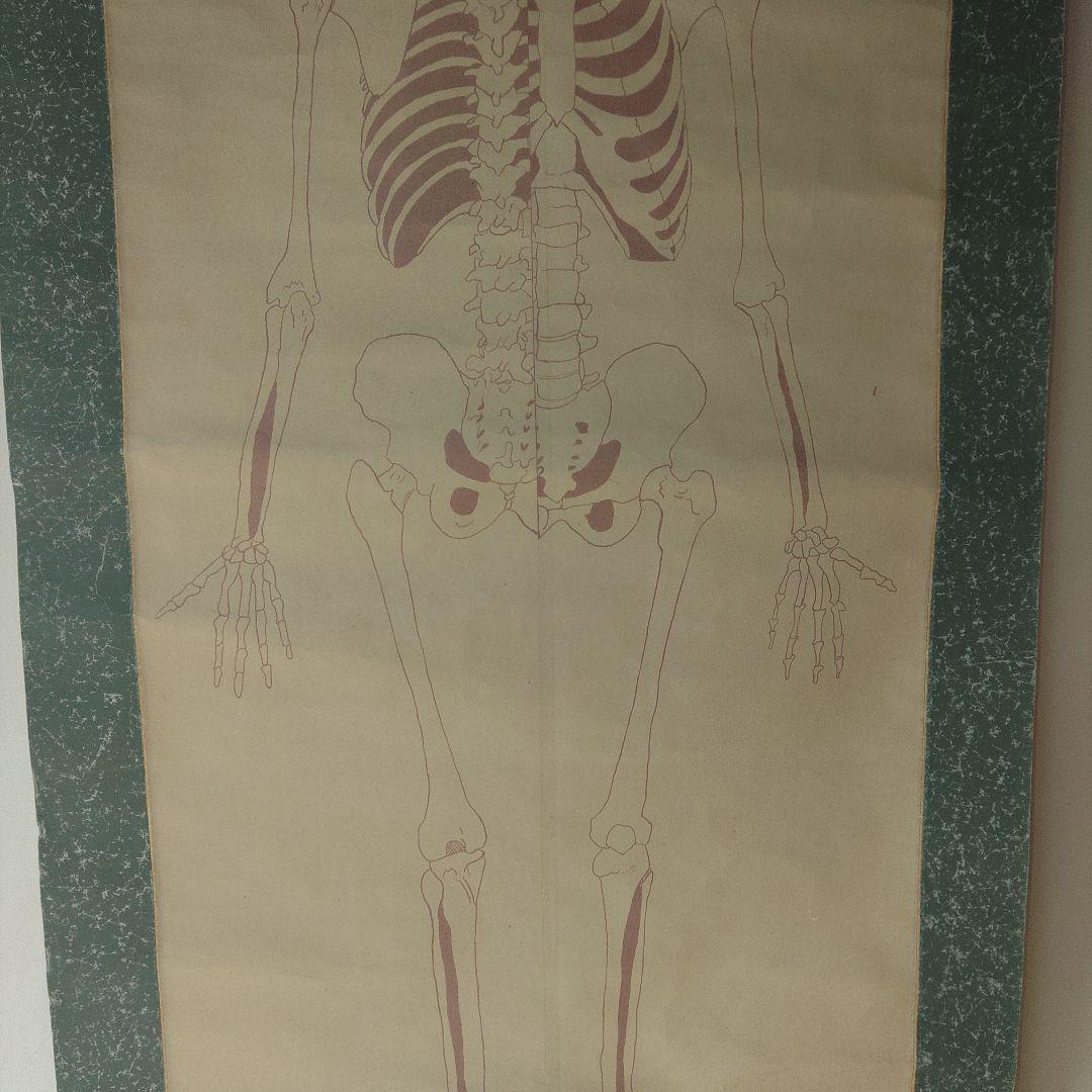 掛軸　紙本　骸骨図　人体構造　教材