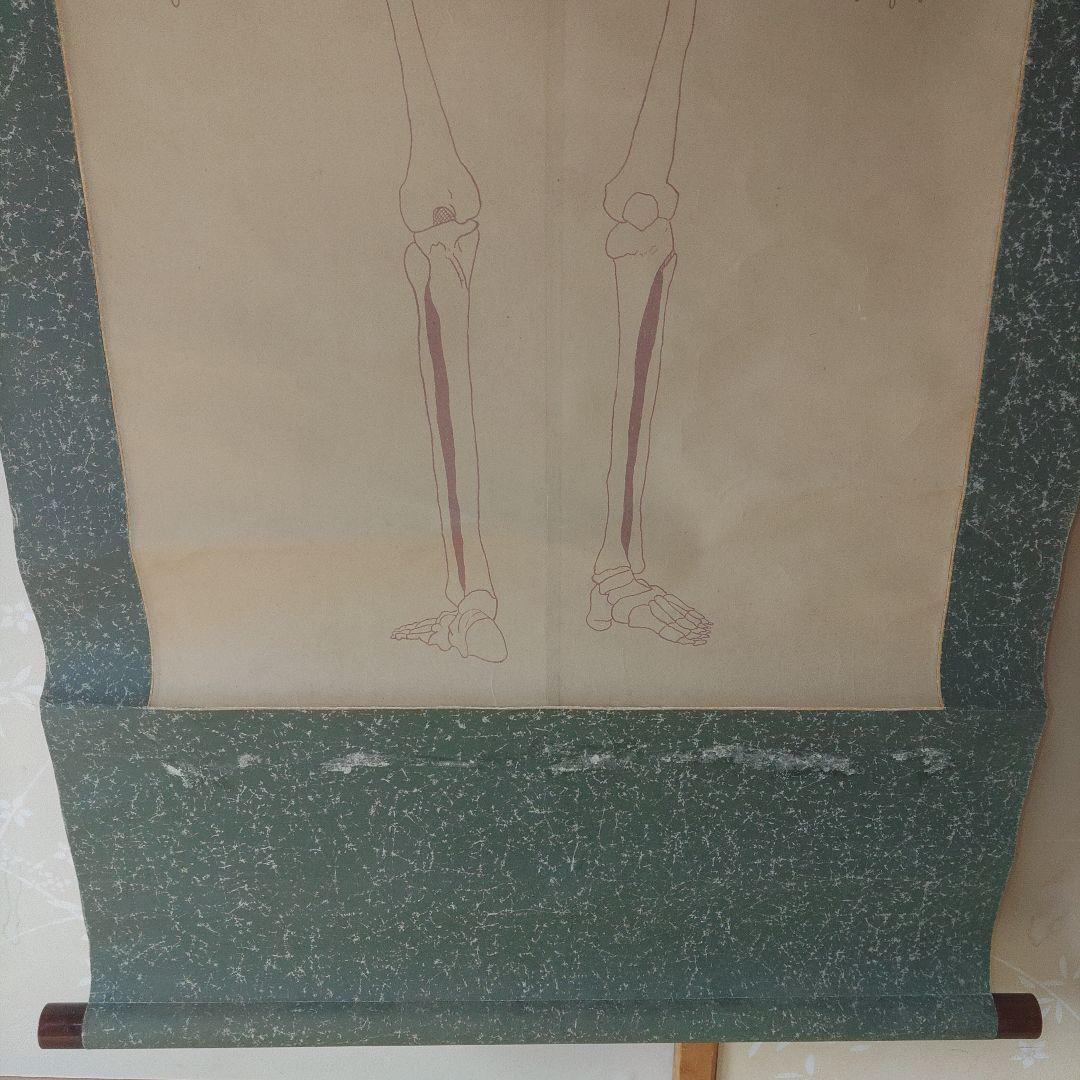 掛軸　紙本　骸骨図　人体構造　教材