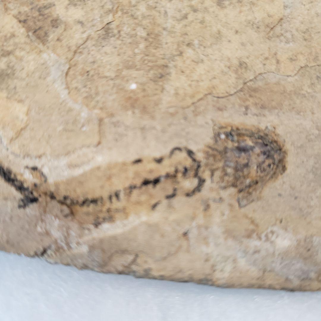 ブランキオサウルス(Branchiosaurus sp.)全身化石