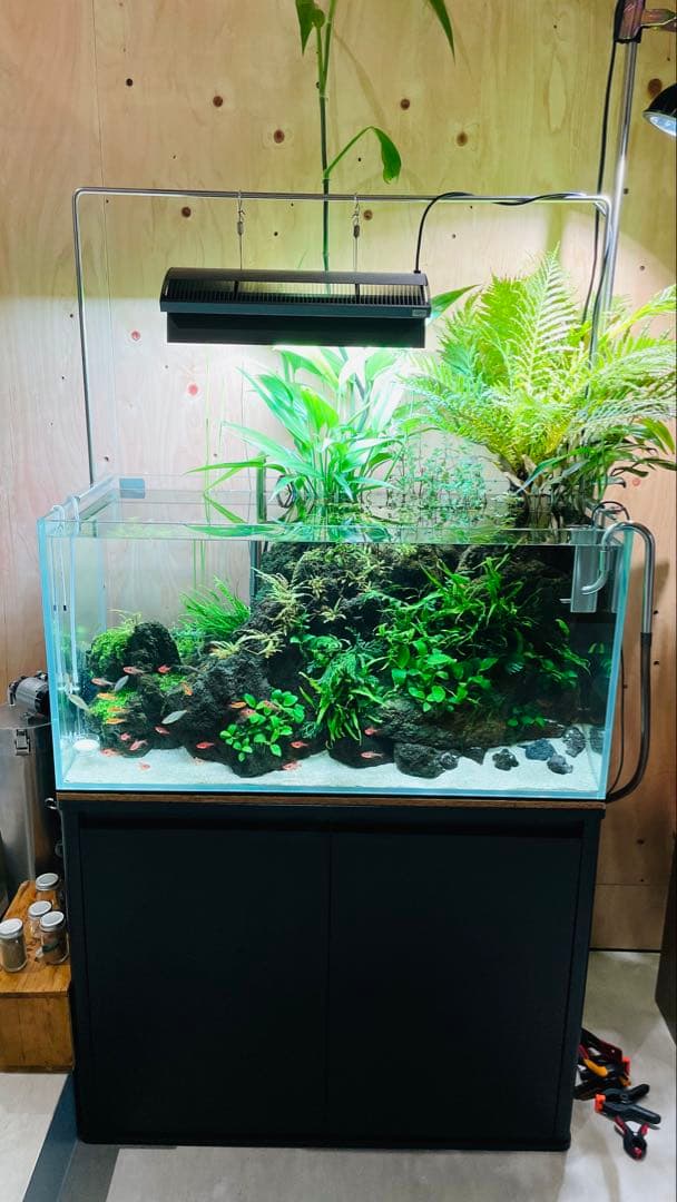 ADA 雲山石 特寸サイズ 2個セット