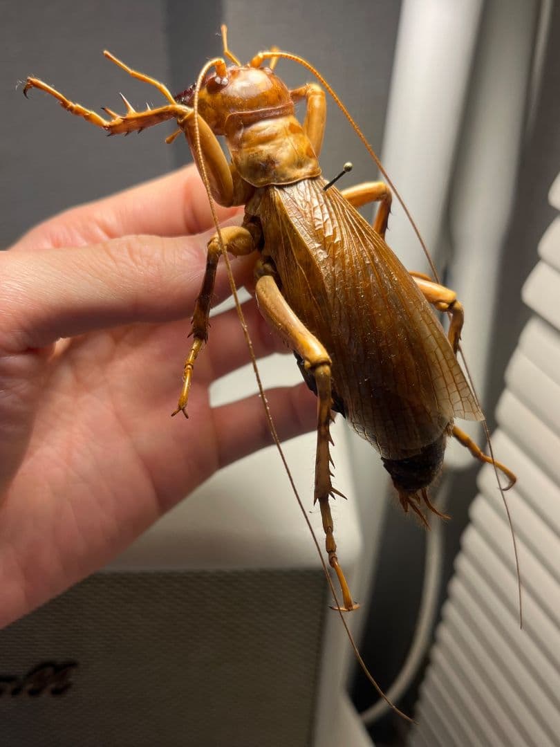 【特大極美】リオック Sia ferox コロギス 昆虫標本デュビアタランチュラ