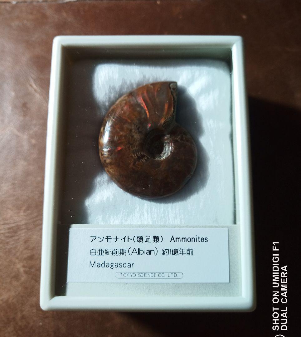 アンモナイト　化石　白亜紀前期　約1億年前　マダガスカル　正規品