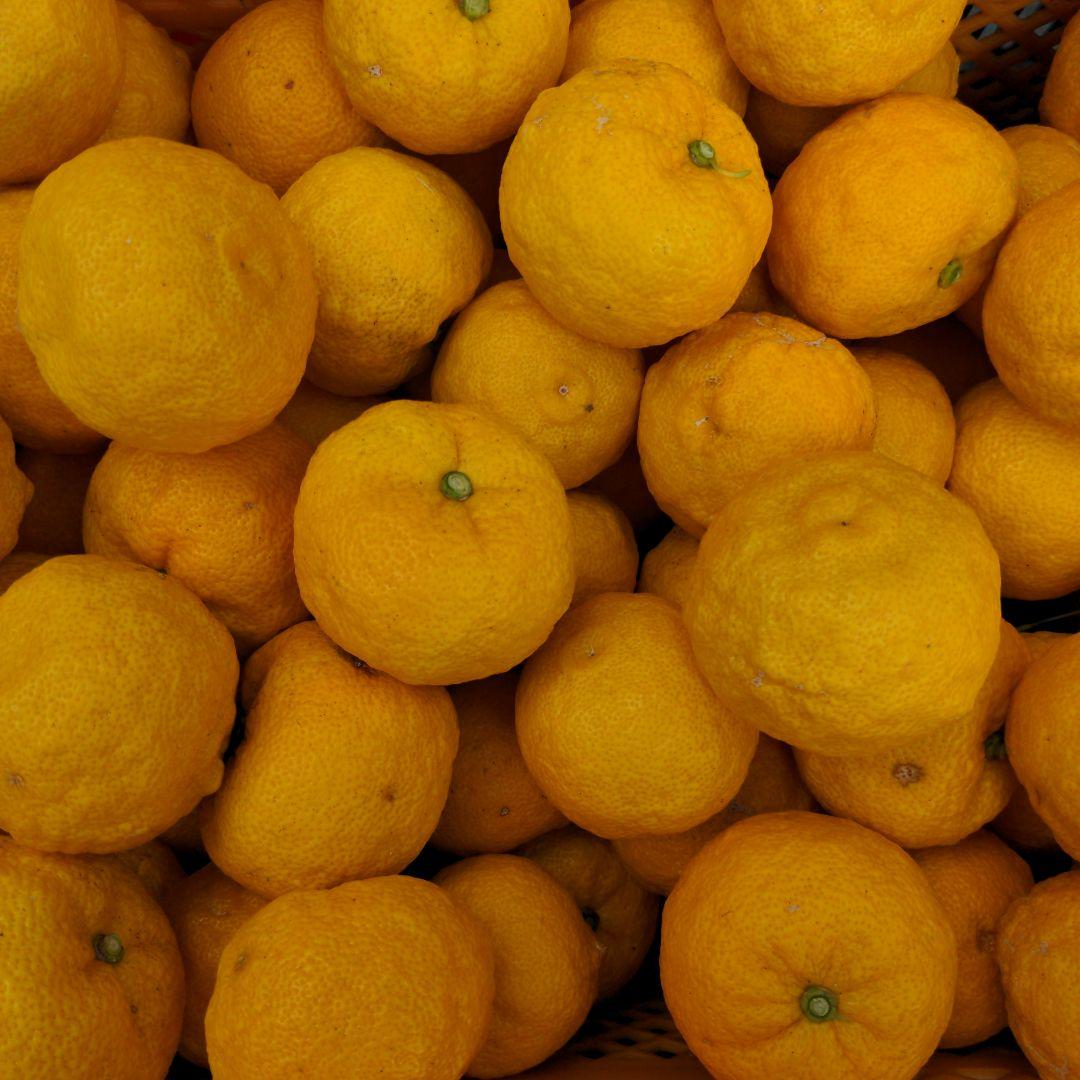 完熟本柚子（美品）２０kg。柚子胡椒、柚子ジャム、マーマレード、柚子酒、柚子風呂