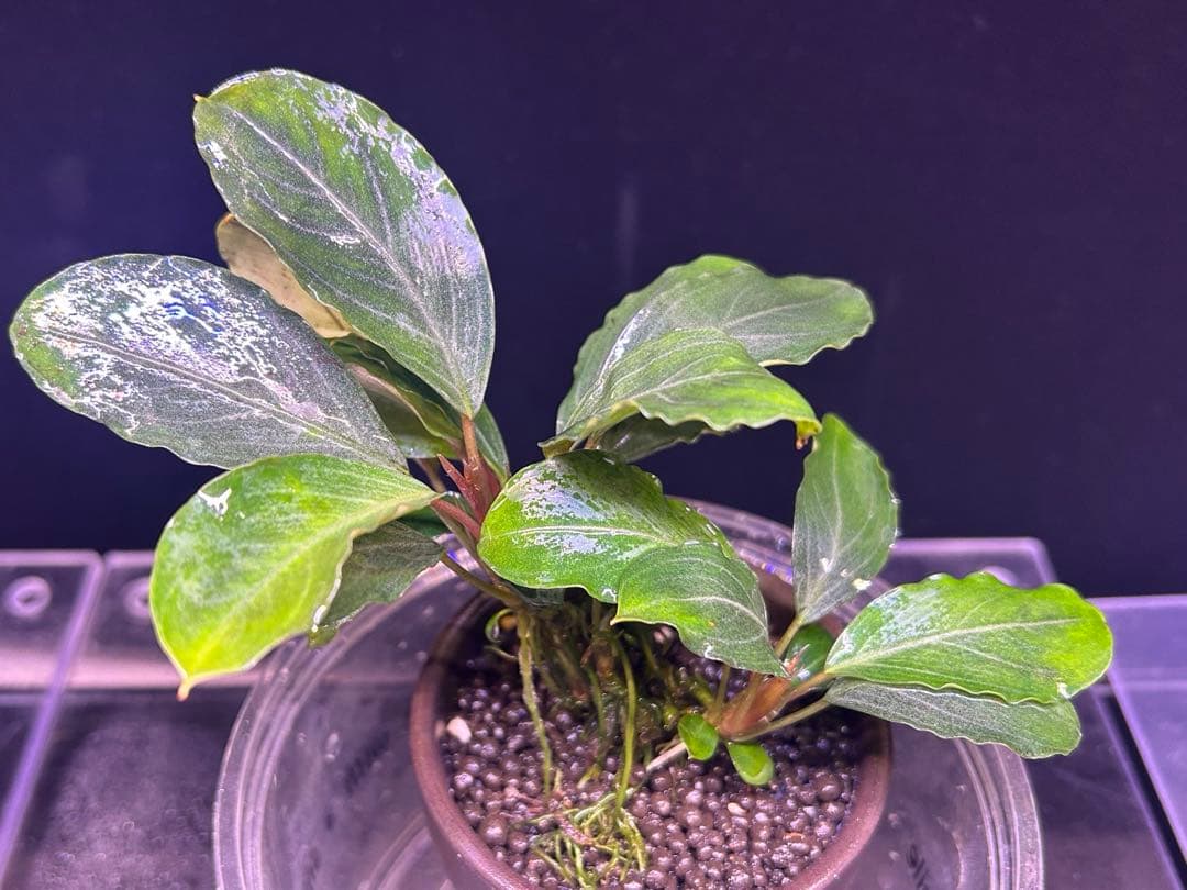 【TB便】Bucephalandra sp.Pearl gray 群生水上育成株