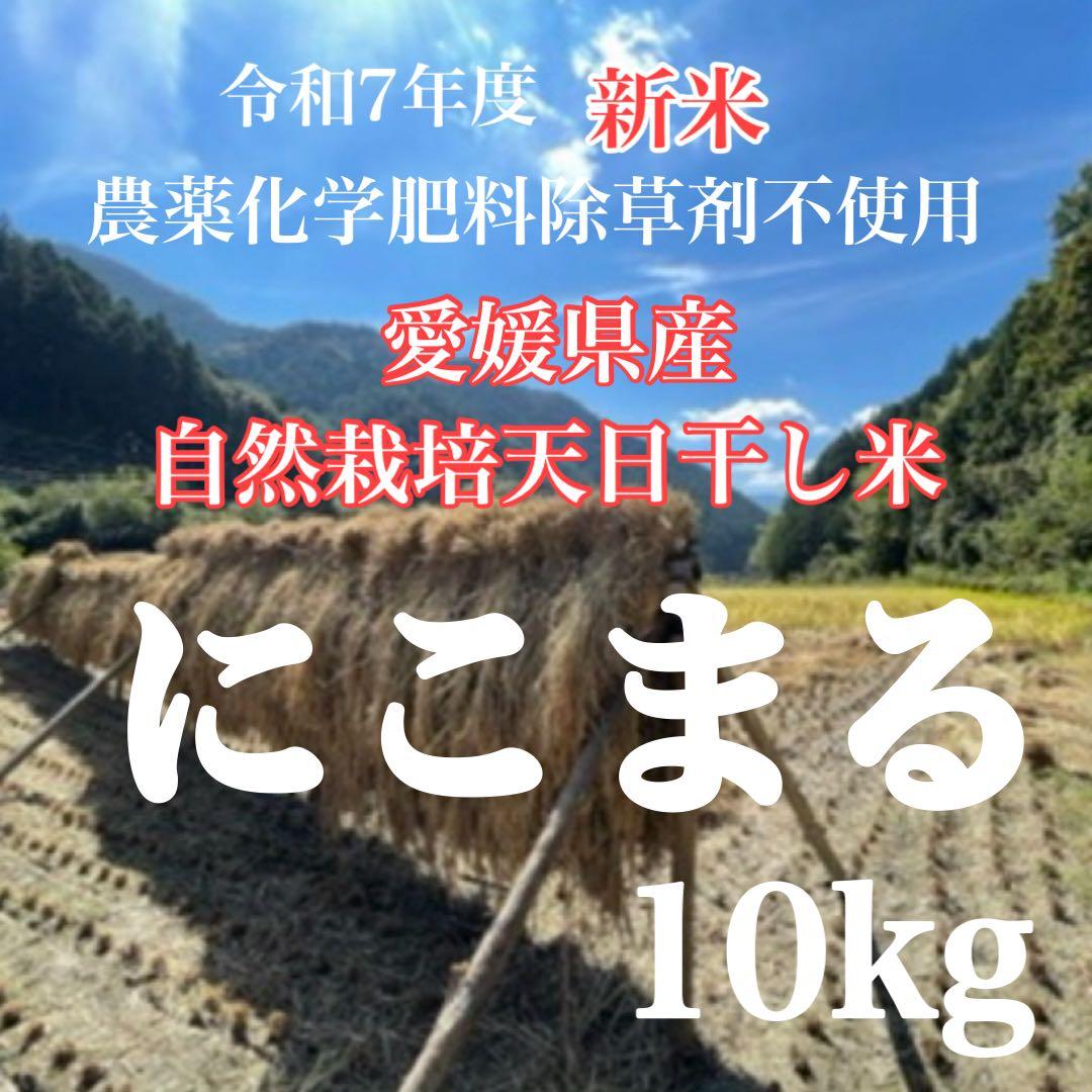 農薬化学肥料除草剤不使用　令和7年度新米　愛媛県産にこまる　天日干し米 10kg