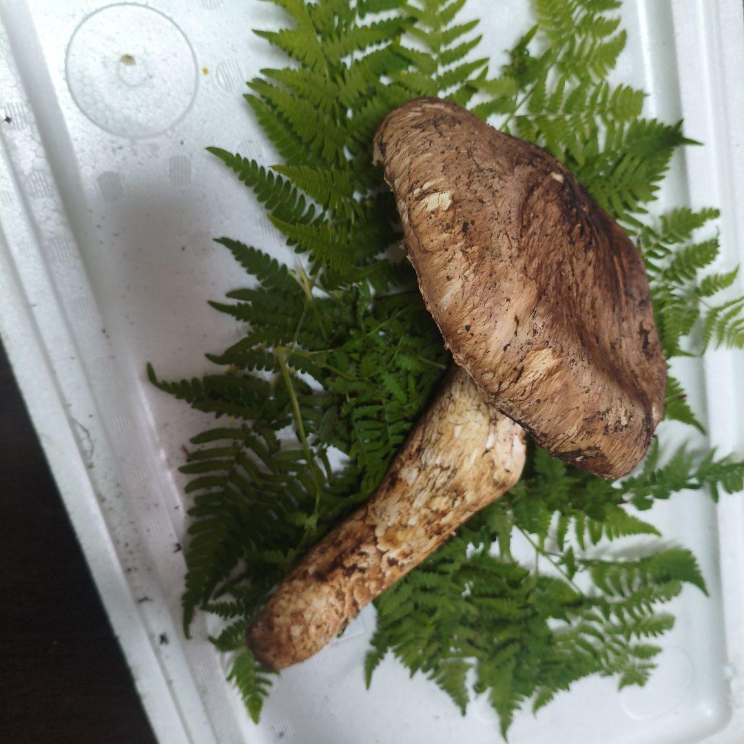 岩手県産 松茸 朝採れ 450ｇ超え！送料込