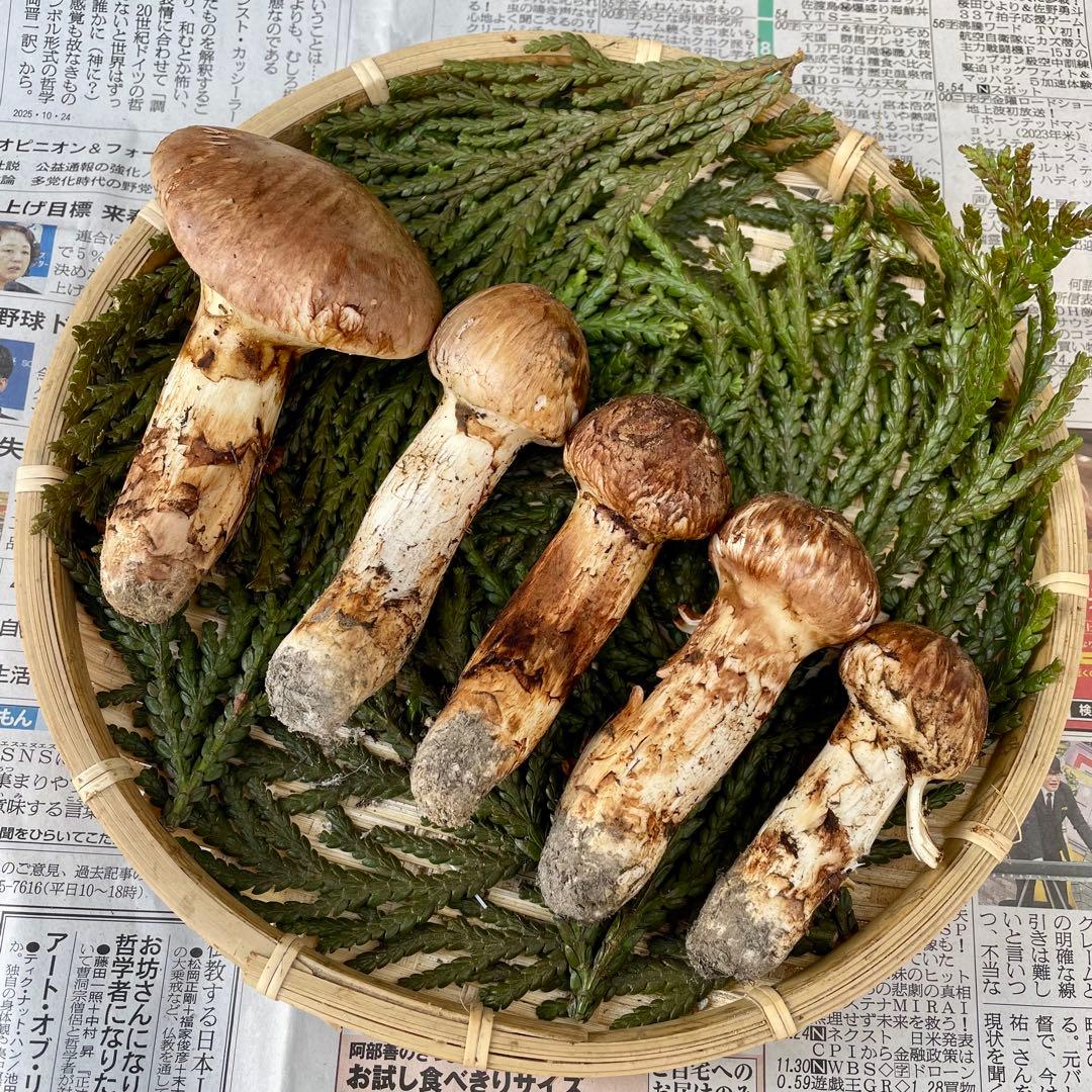 天然きのこ 松茸 国産 良品‼️ マツタケ まつたけ 森の凛さん採取 その194