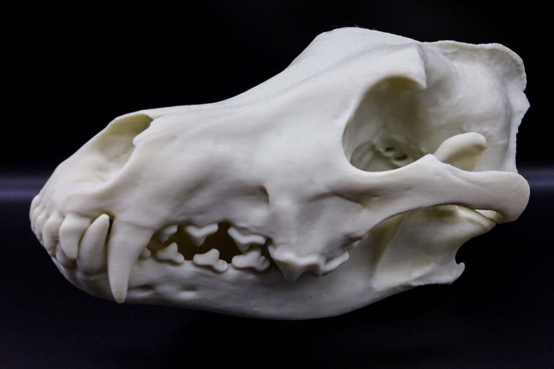 タイリクオオカミ原寸大頭骨模型