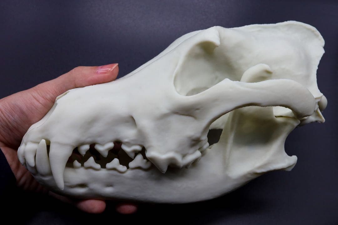 タイリクオオカミ原寸大頭骨模型