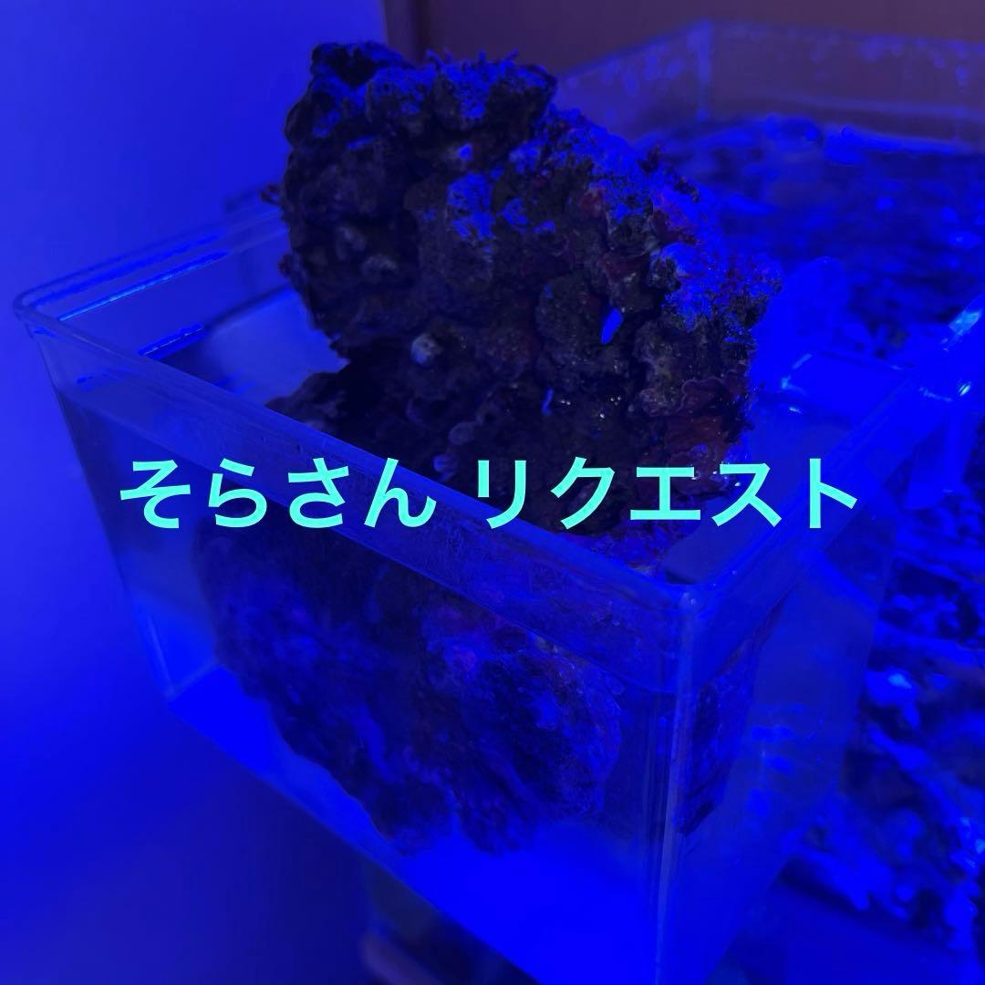 天然ライブロック　ドイツパン