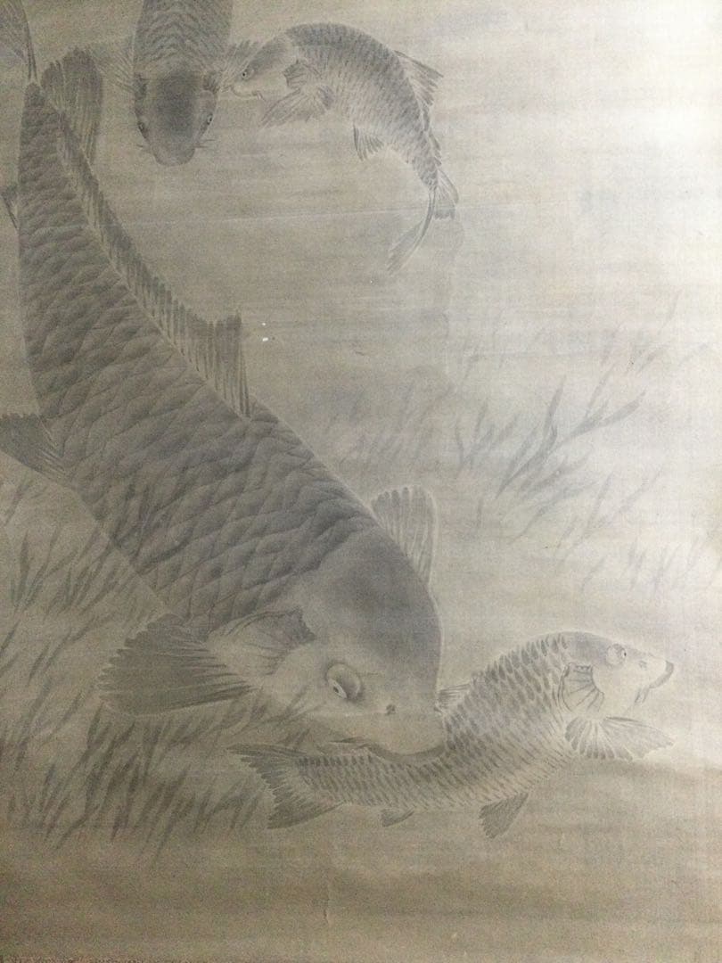 鯉の日本画　掛け軸　黒田稲皐　　『鯉の図』