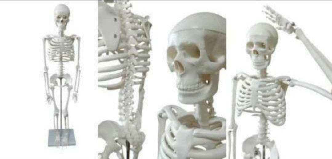 人体骨格模型　85cm　1/2サイズ