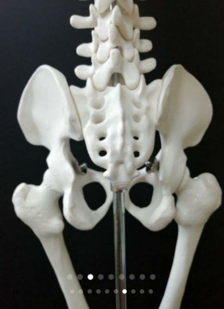 人体骨格模型　85cm　1/2サイズ