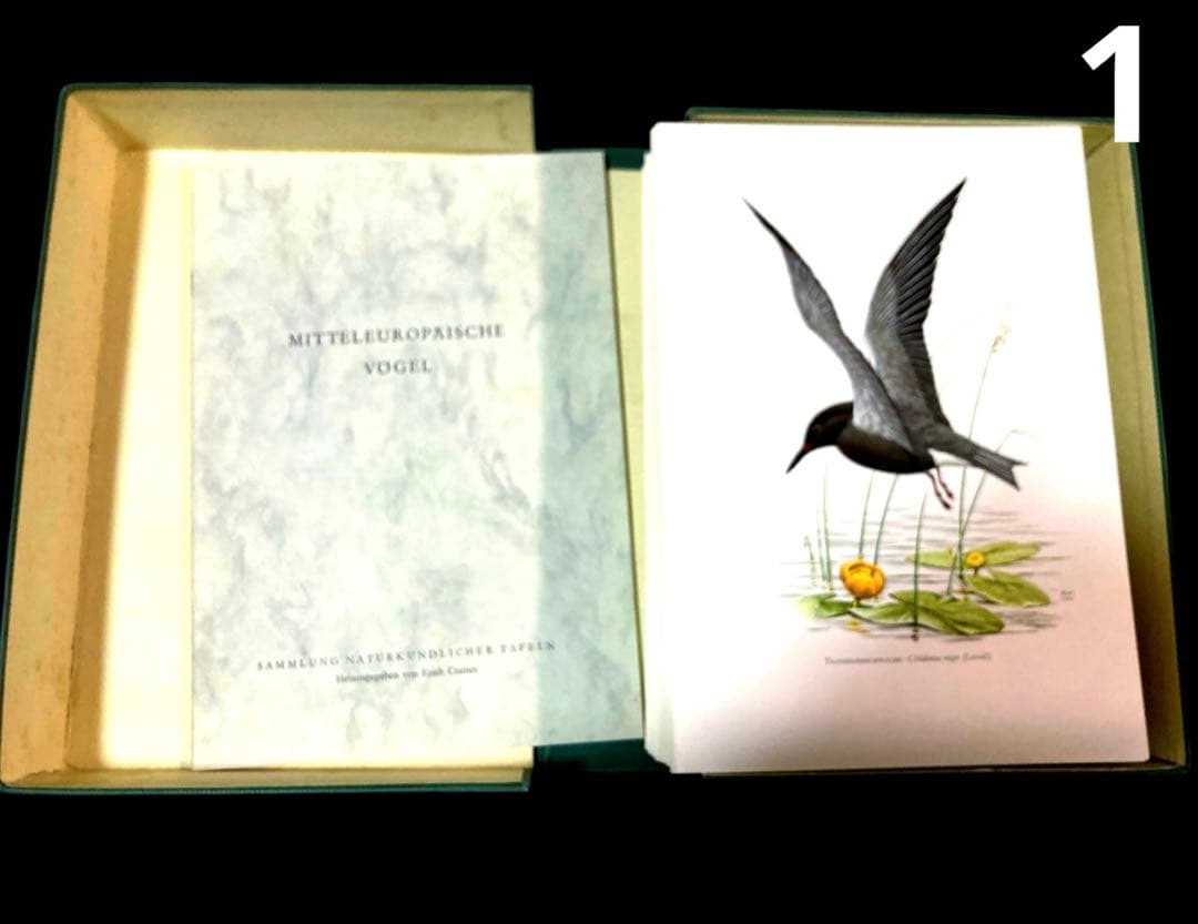 博物図鑑1958年（ドイツ）176枚の 野鳥図版ボタニカルアート