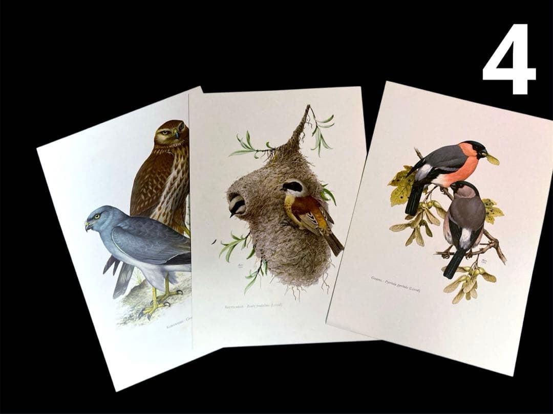 博物図鑑1958年（ドイツ）176枚の 野鳥図版ボタニカルアート