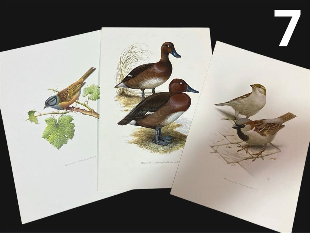 博物図鑑1958年（ドイツ）176枚の 野鳥図版ボタニカルアート