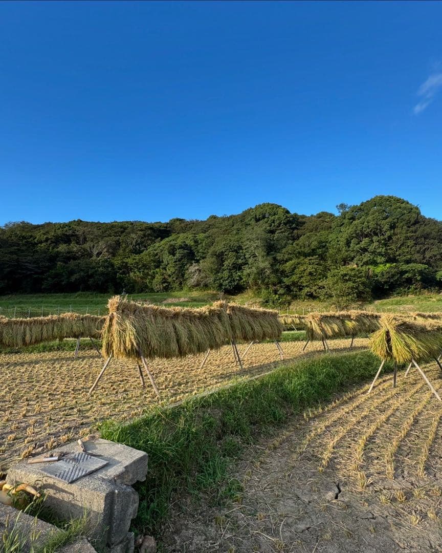 R7年度　兵庫県　南あわじ市産　お米10キロ　無洗米