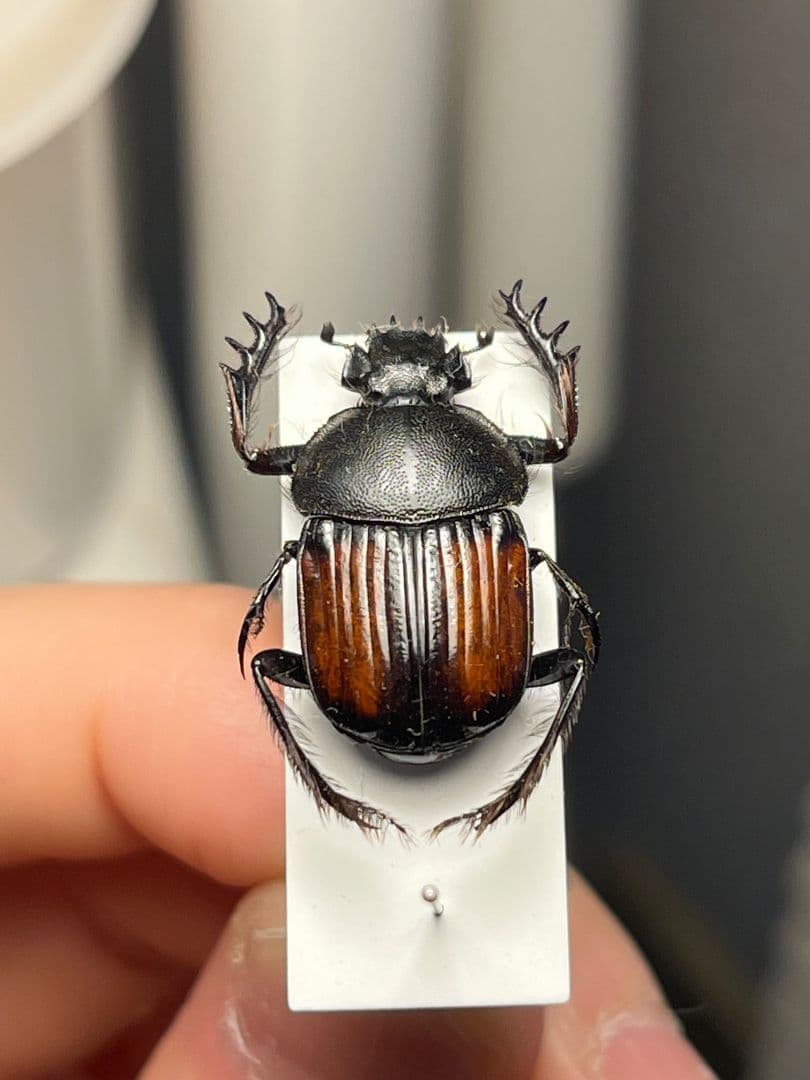 【21mm】ベニモンタマオシコガネ フンコロガシ糞虫とんでもない甲虫