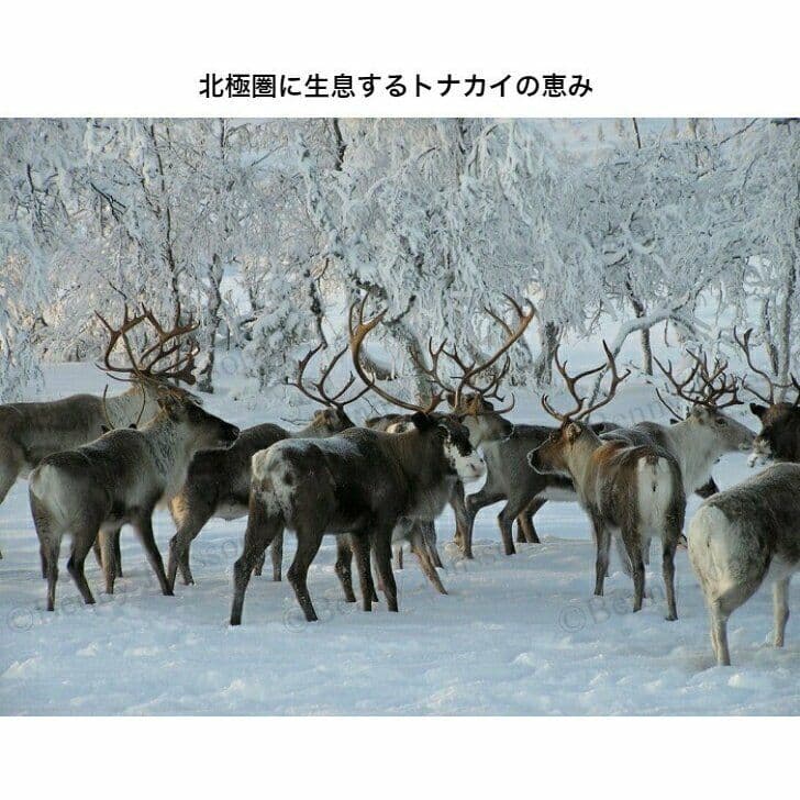 トナカイ毛皮