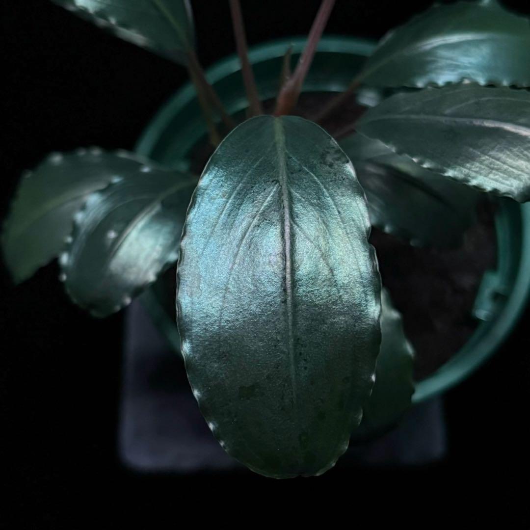 ブセファランドラsp.スーパーブルー KN