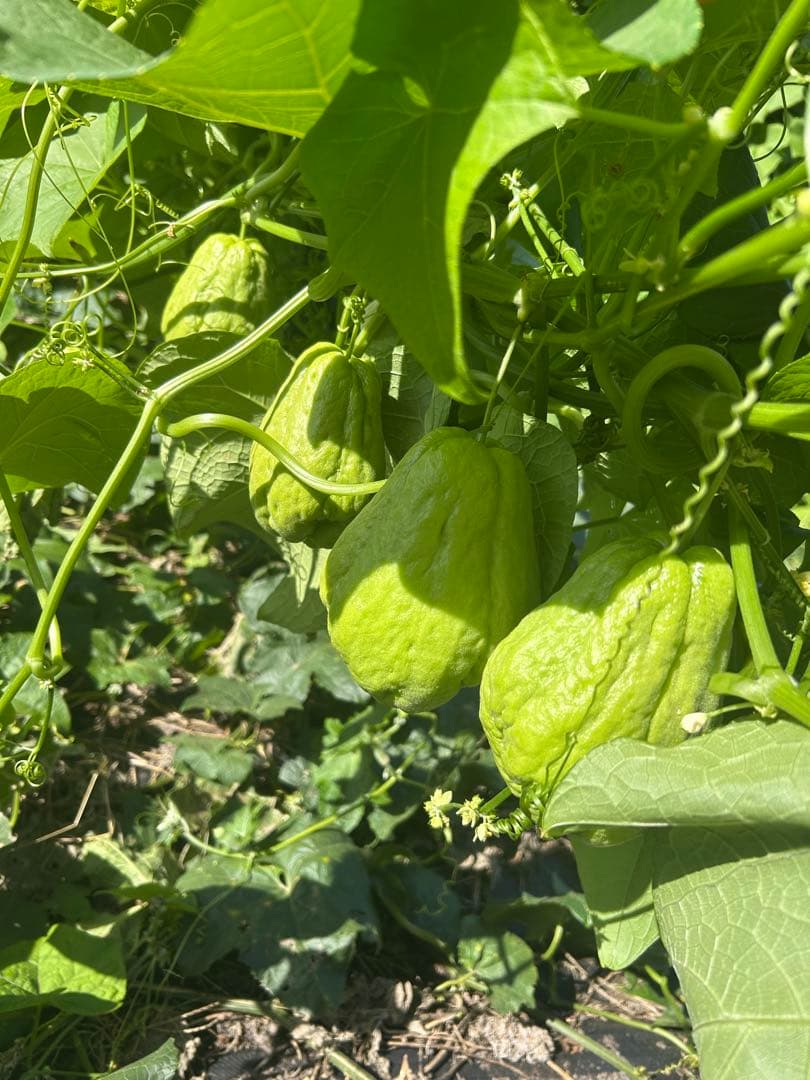 ハヤトウリ20k g