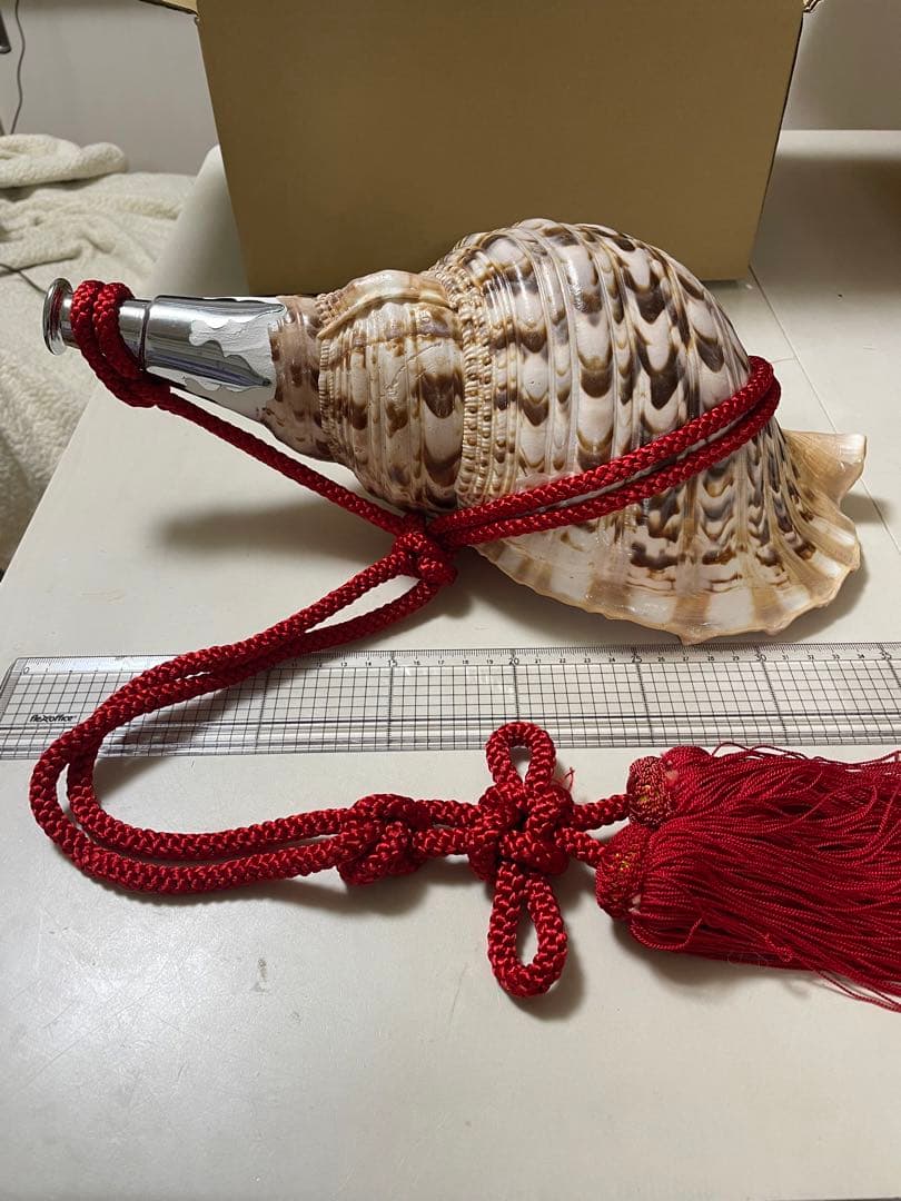 法螺貝①　貝殻　標本