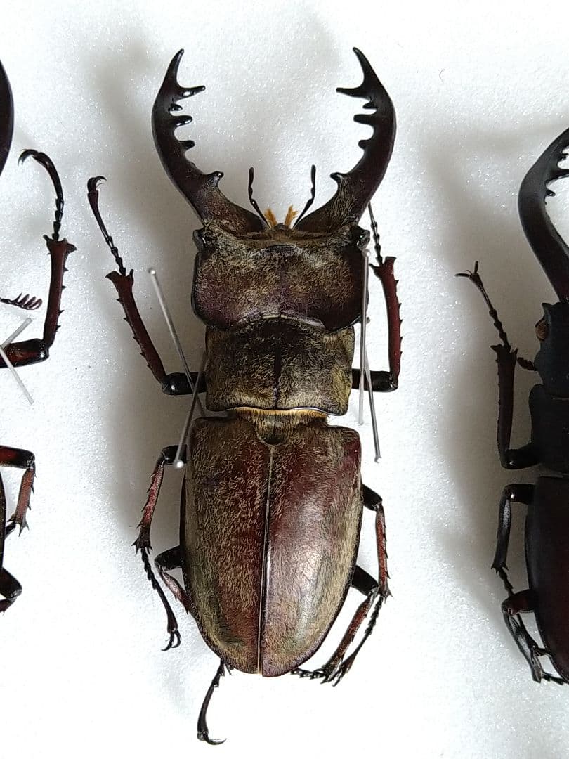 大型ミヤマ・大型エゾミヤマ・大型ノコギリ標本3点セット