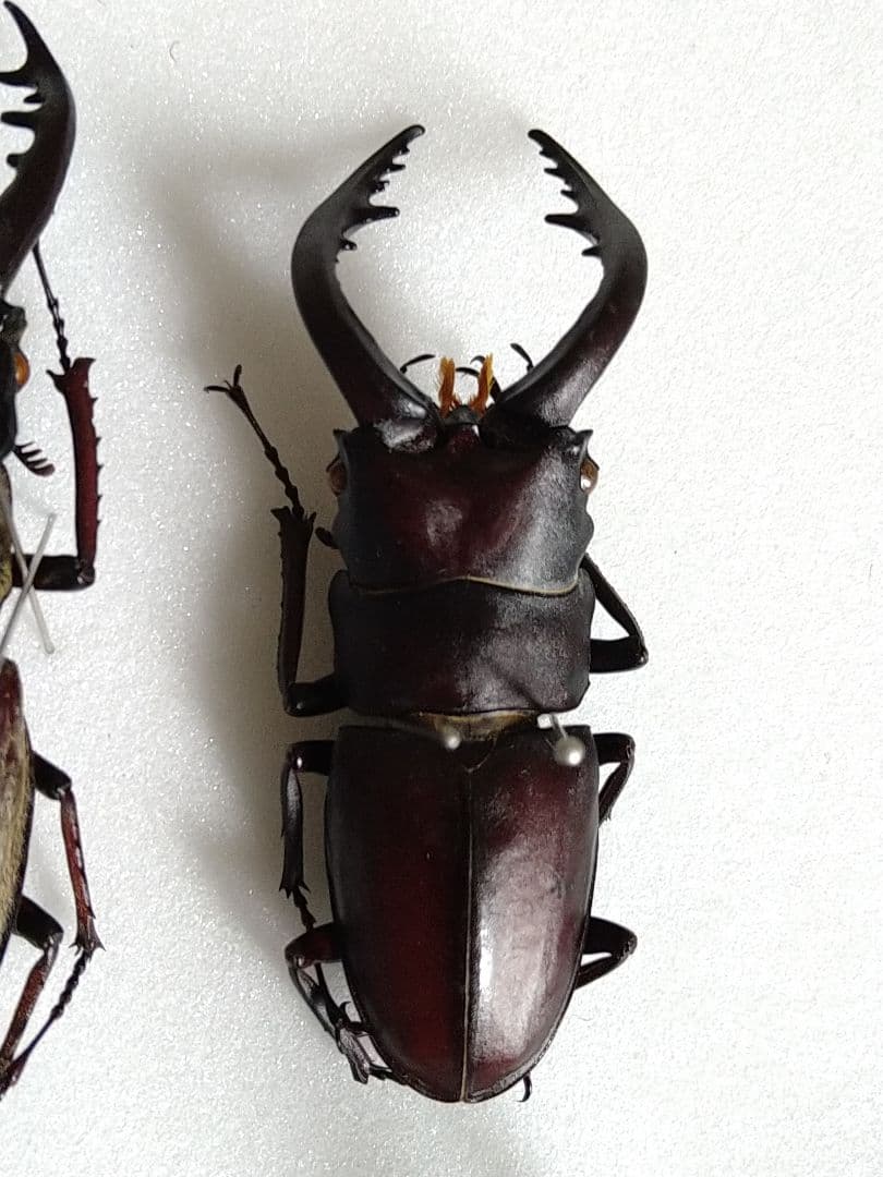 大型ミヤマ・大型エゾミヤマ・大型ノコギリ標本3点セット