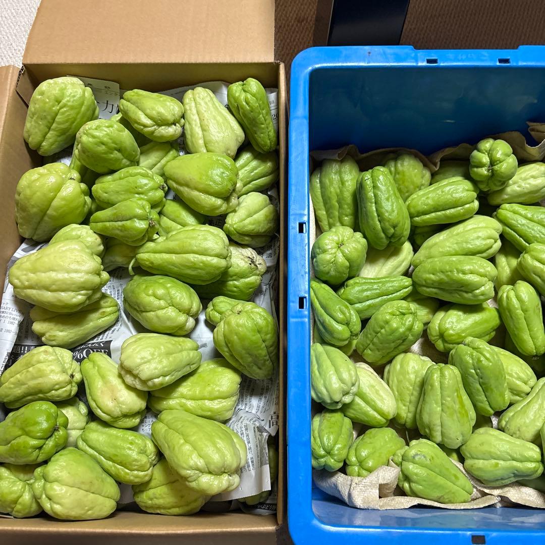 ハヤトウリ　ハヤトウリ約10k 野菜詰め合わせ