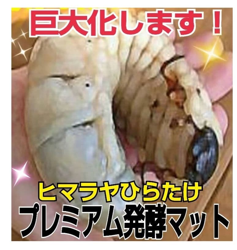 極上！プレミアム発酵ヘラクレスマット【200リットル】ギネスサイズ連発してます！