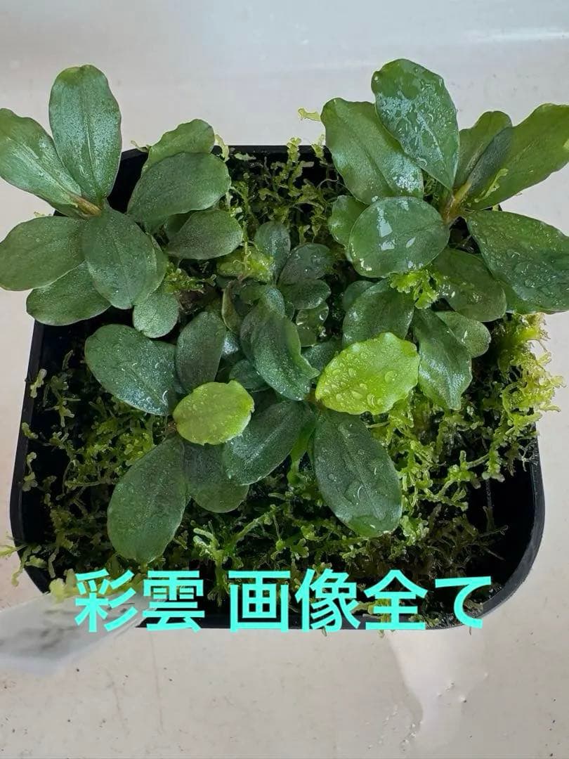 ブセファランドラ sp.彩雲 全て