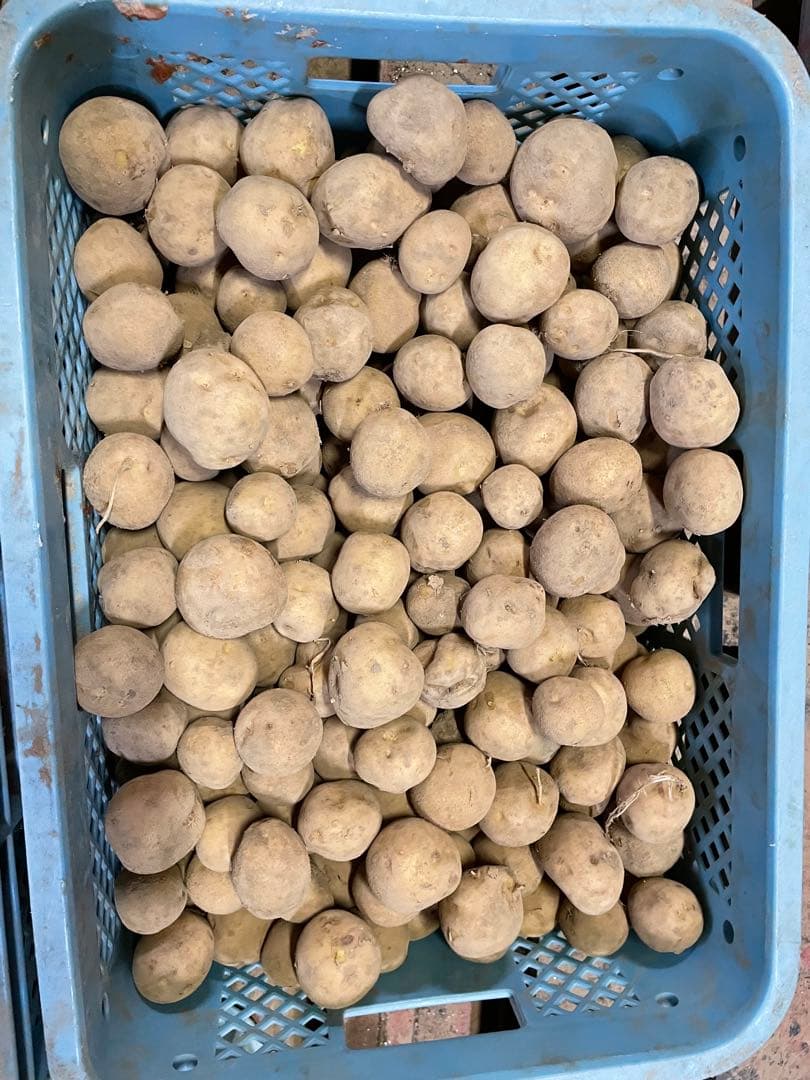 t.t.　北海道産キタアカリ40キロ