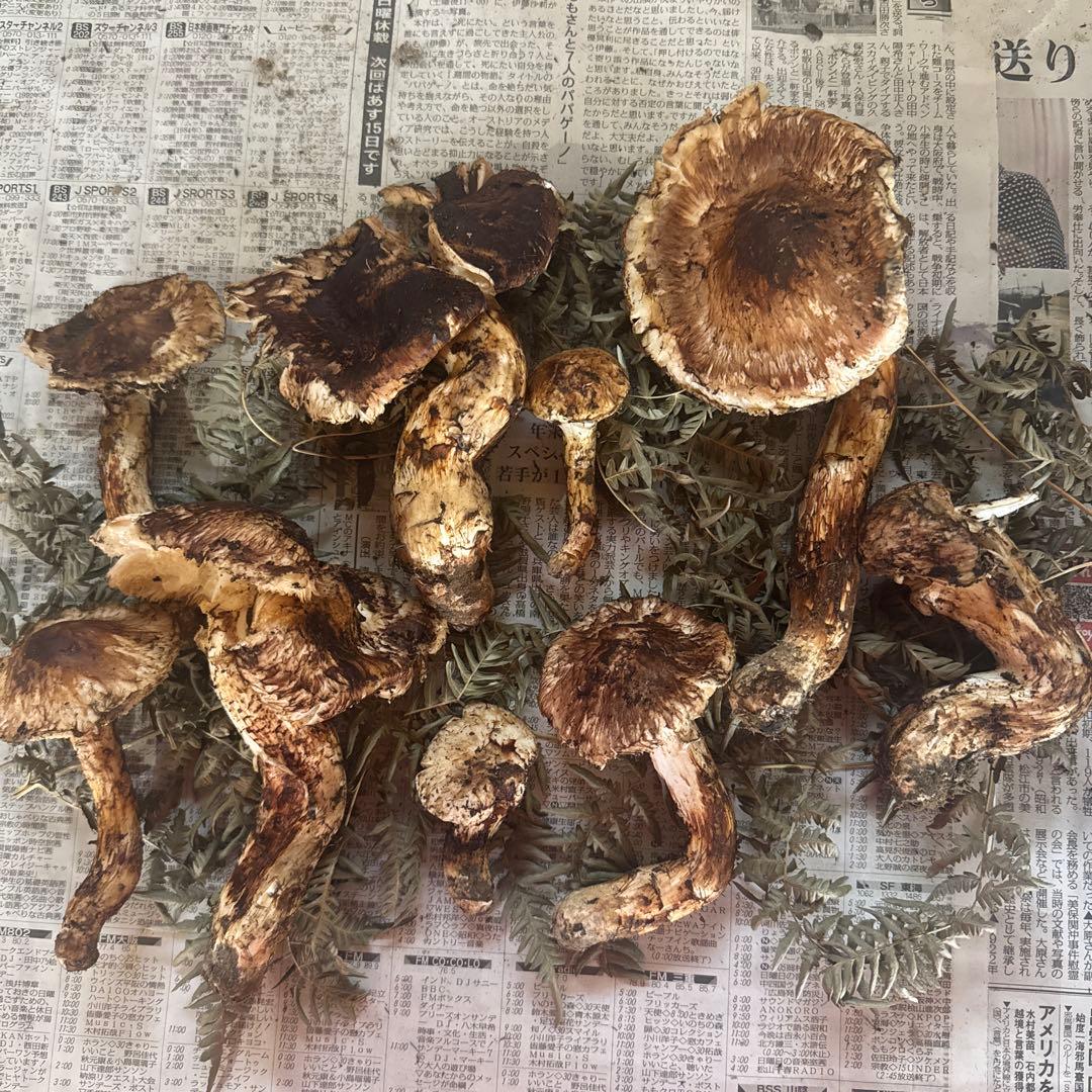 岩手県産松茸 傷訳あり難あり 518ｇ