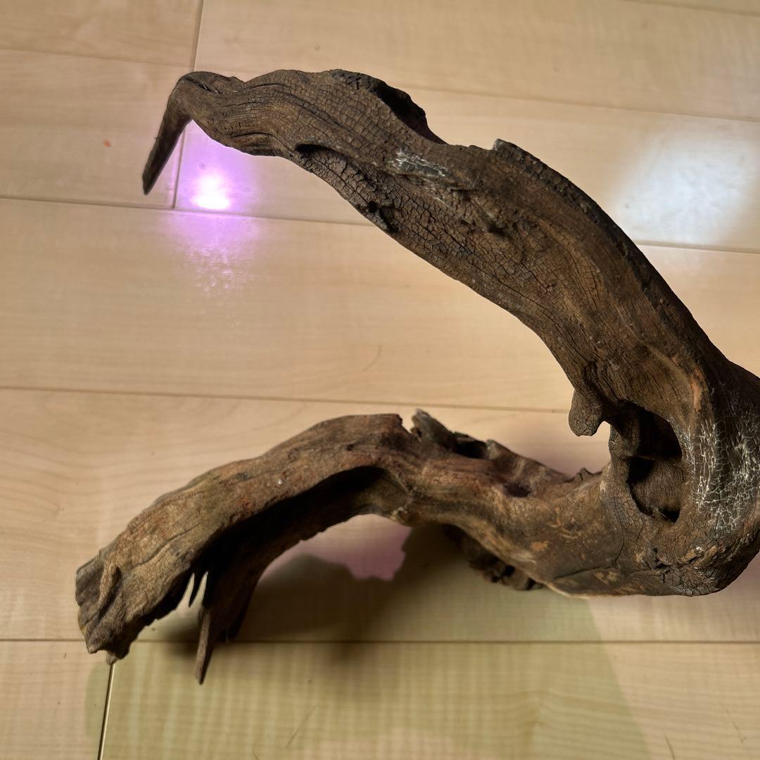 ADA ホーンウッド　L〜XL サイズ