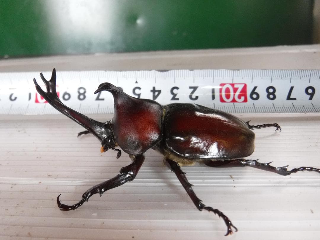 カブト虫マット１：発酵熟成竹：成虫・幼虫・産卵育成用：３００ℓ