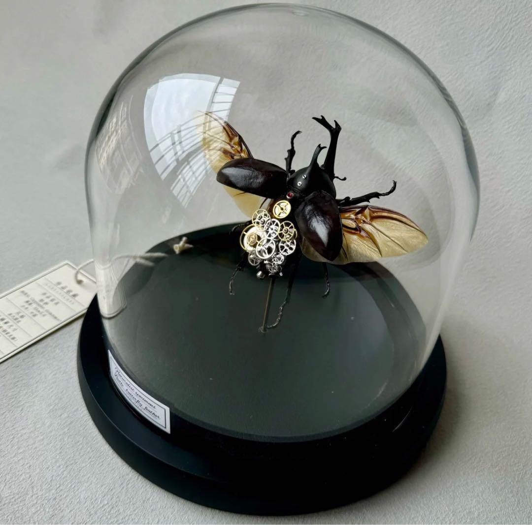 カブトムシ　標本　歯車　1点物