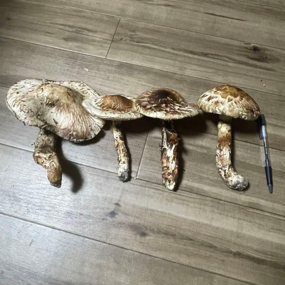 松茸　信州　長野県産 栂（つが)松茸　595g　訳あり