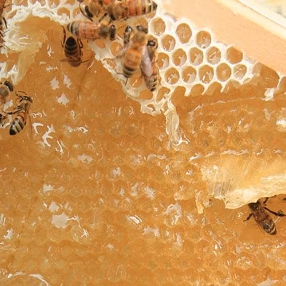 ☪️アカシア蜜１０本　生はちみつ　自家製蜂蜜