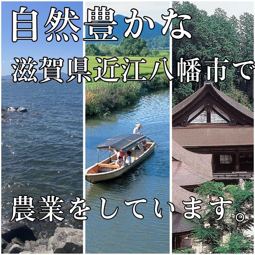 【令和7年度新米】近江米 ミルキークイーン5kg +コシヒカリ5kg