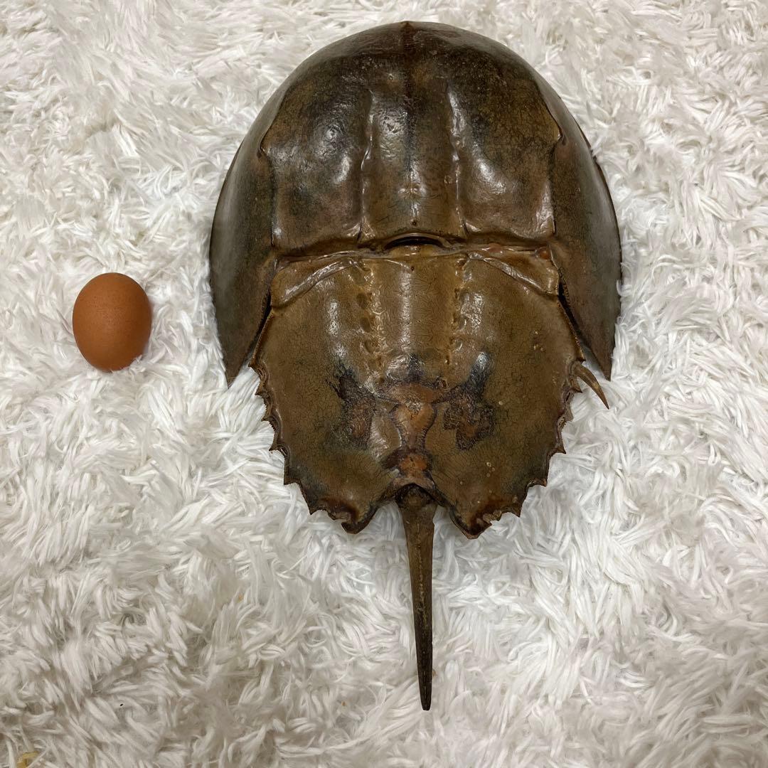 アメリカ カブトガニの本物剥製