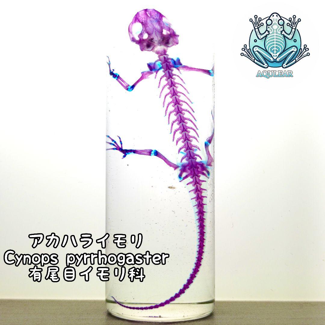 極美品【1点物】アカハライモリ① 8-9cm 50ml