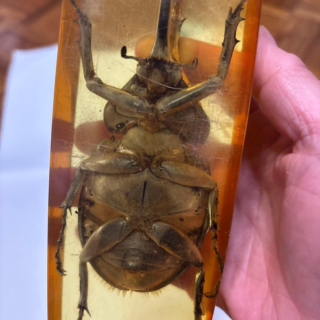 ヘラクレスオオカブト　標本　琥珀樹脂