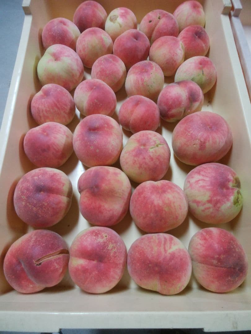 小次郎さん専用　特大　桃　さくら白桃　わけあり　10kg